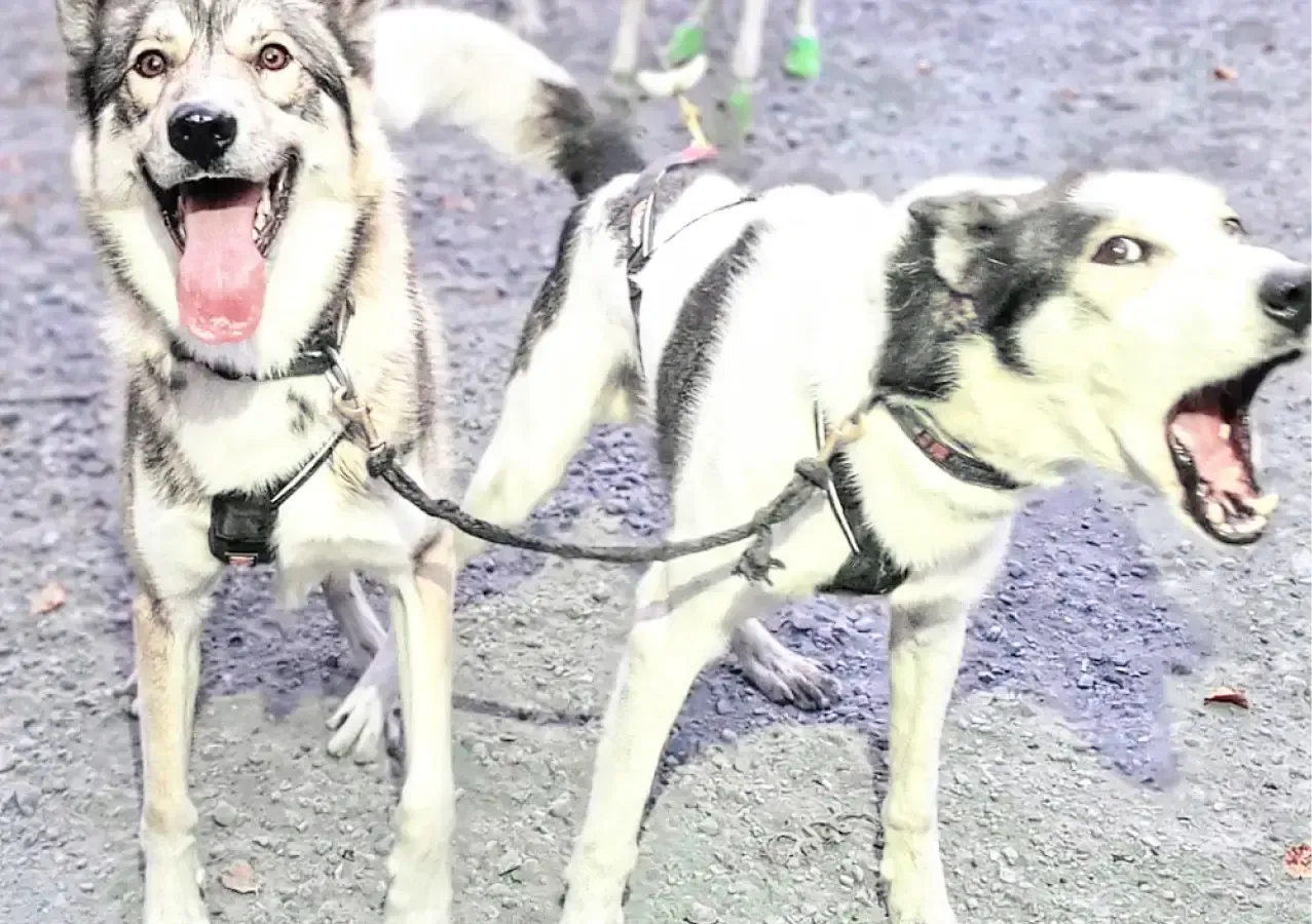 Huskies Escapade - Traineau à chiens dans les Pyrénées
